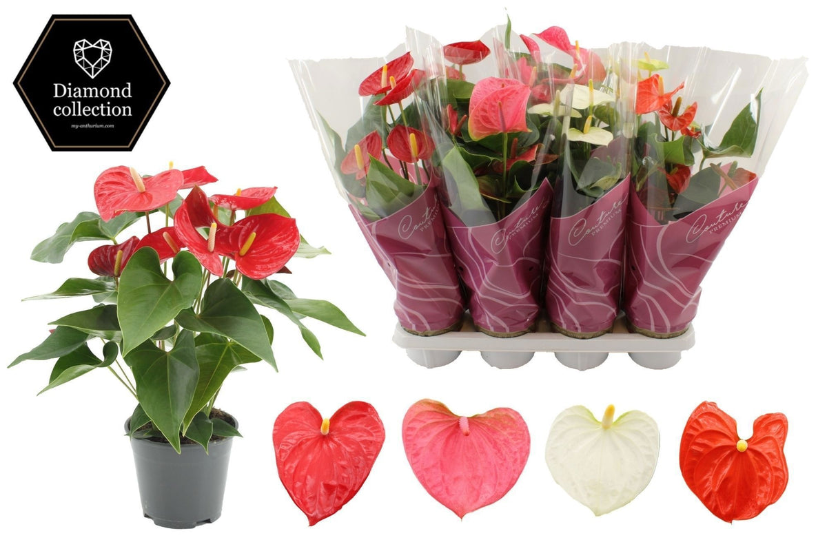 Anthurium mix 45cm 14cm Pot