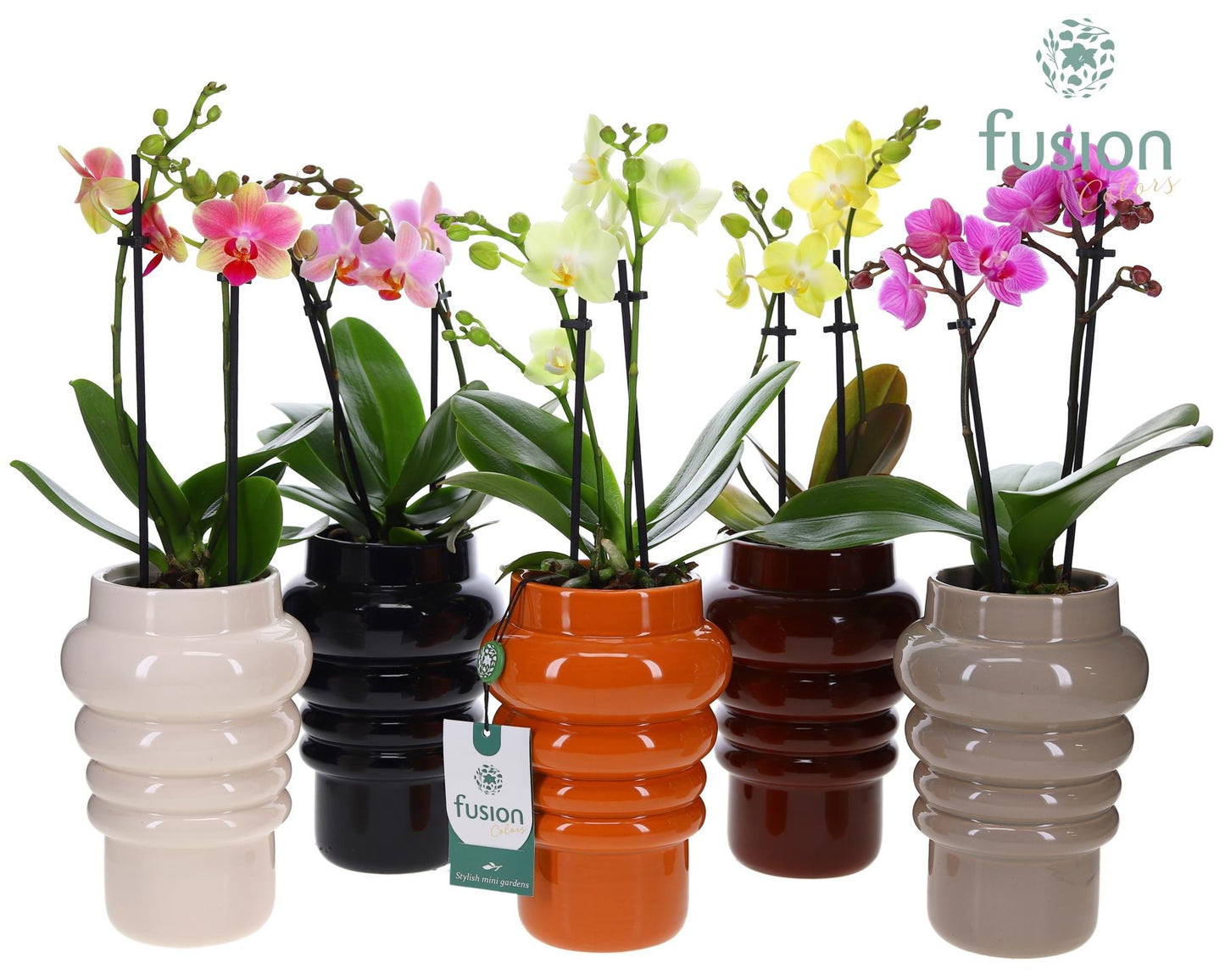 Keramiek pot met Phalaenopsis. 35cm 12cm Pot