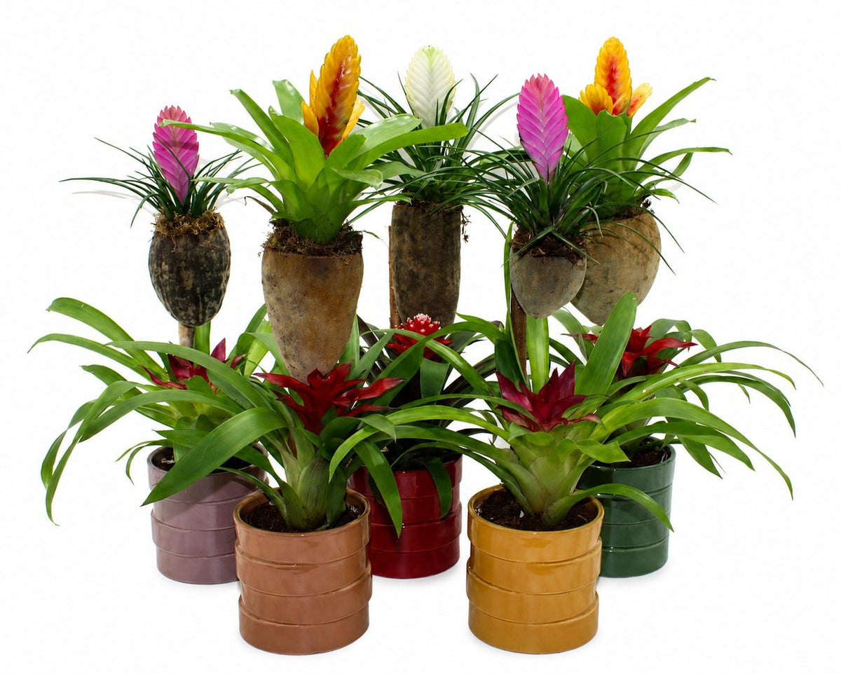 arr. Bromelia 65cm 12cm Pot