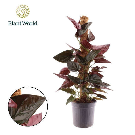 Syngonium Hybrid 60cm 16cm Pot