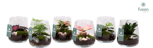 Glas Alzada klein met groene plantmix 20cm 15cm Pot