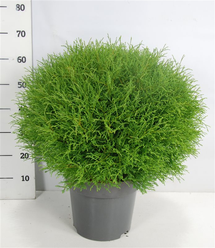 Thuja occidentalis Mr. Bowling Ball 70cm 32cm Pot