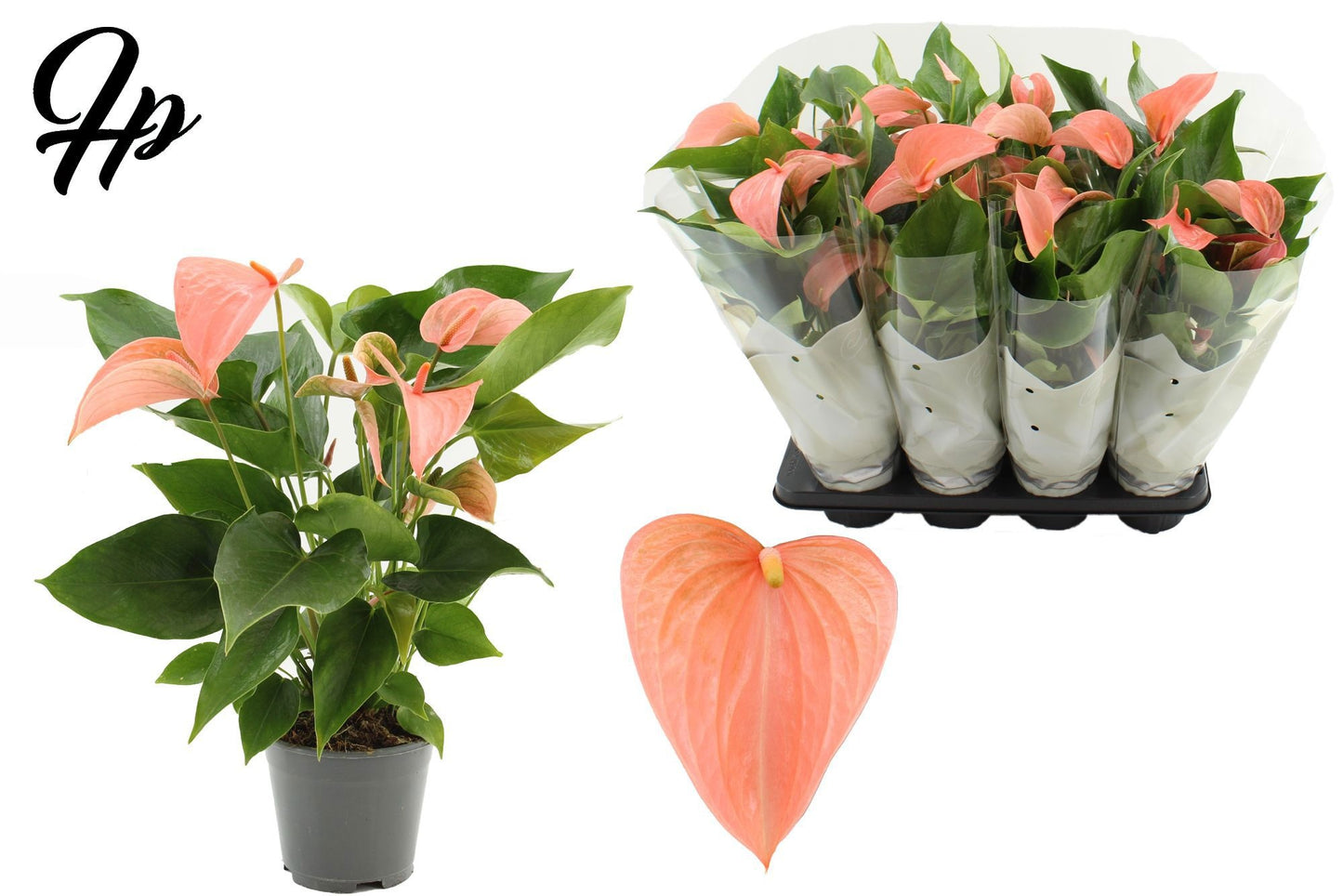 Houwenplant Anthurium Festivo Lux Pack of 8