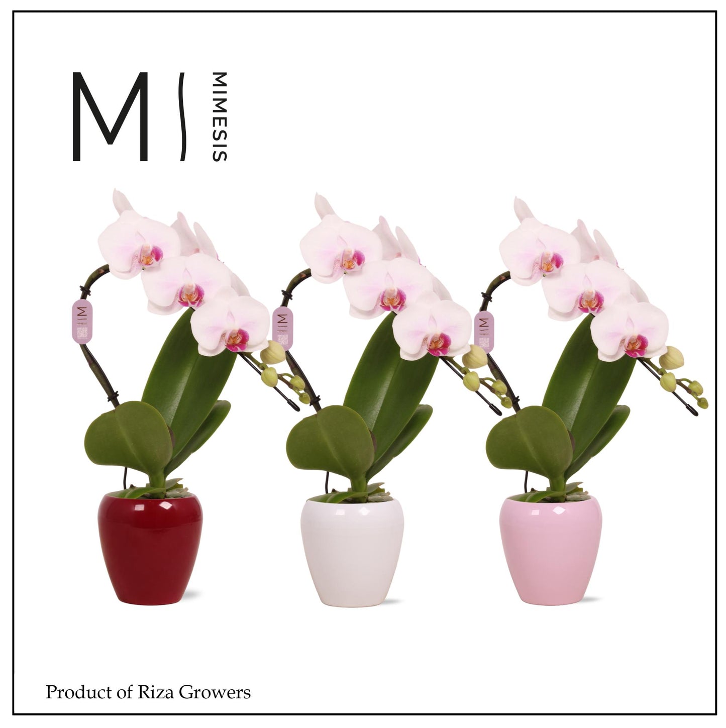 Phalaenopsis Red Lips 35cm 7cm Pot