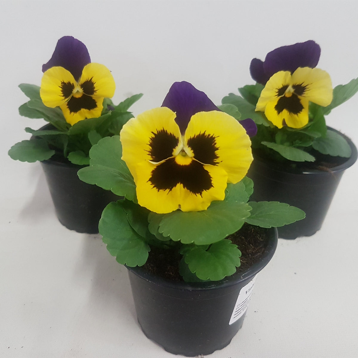 Viola Carneval Purple and Yellow 15cm 9cm Pot