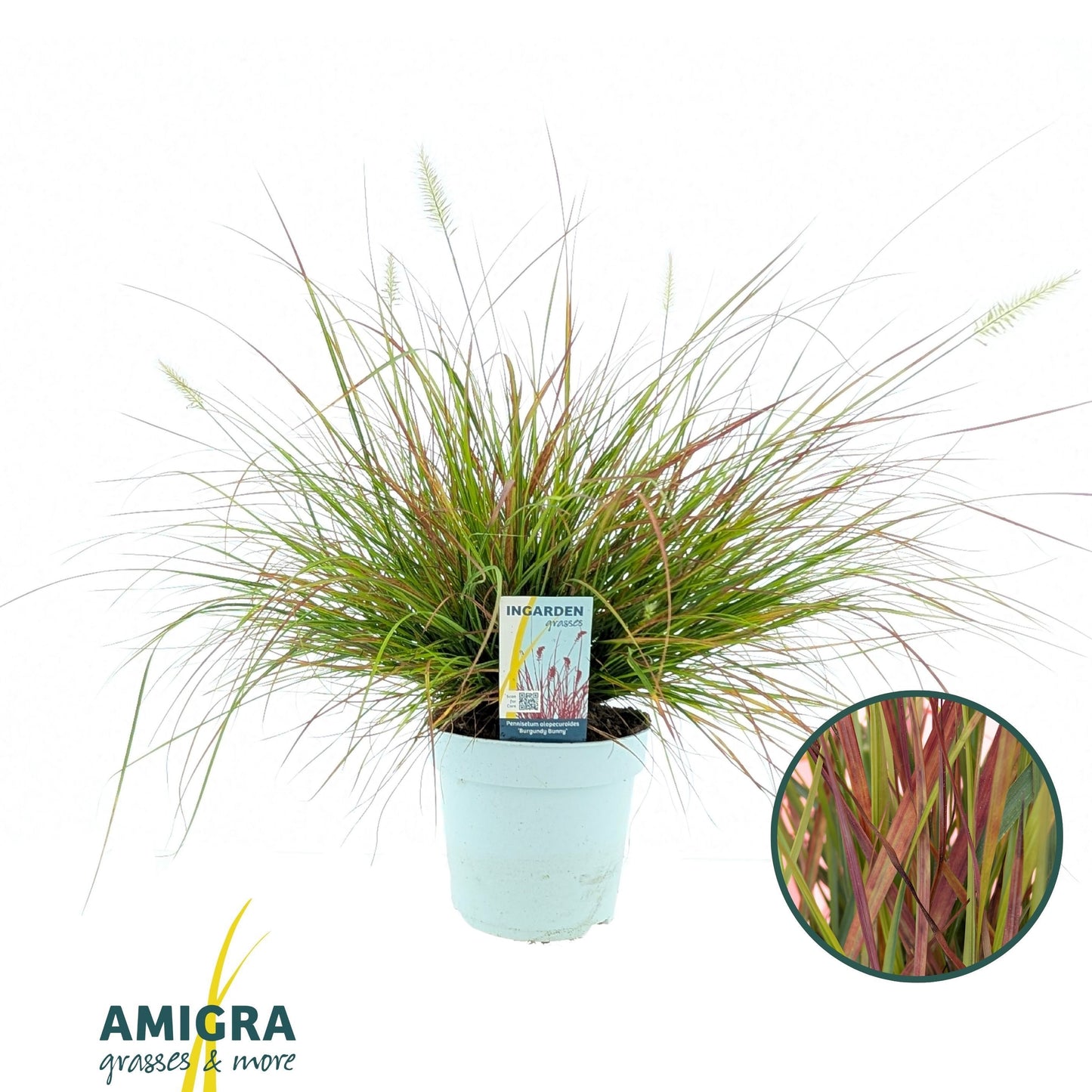 Amigra BV Pennisetum alo. Burgundy Bunny Pack of 6