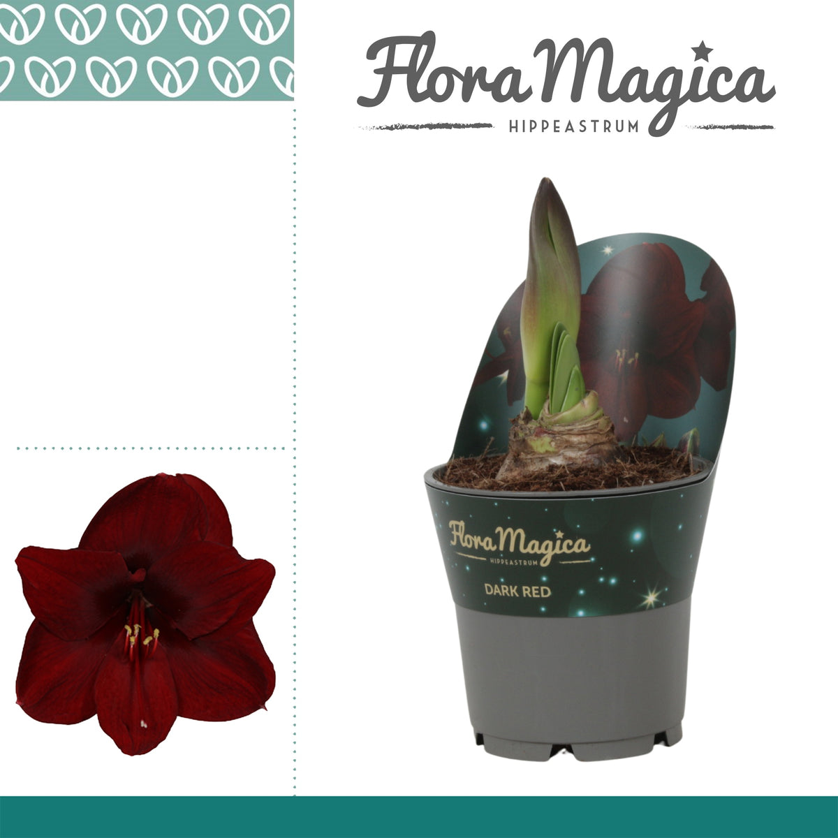 Hippeastrum 25cm 12cm Pot