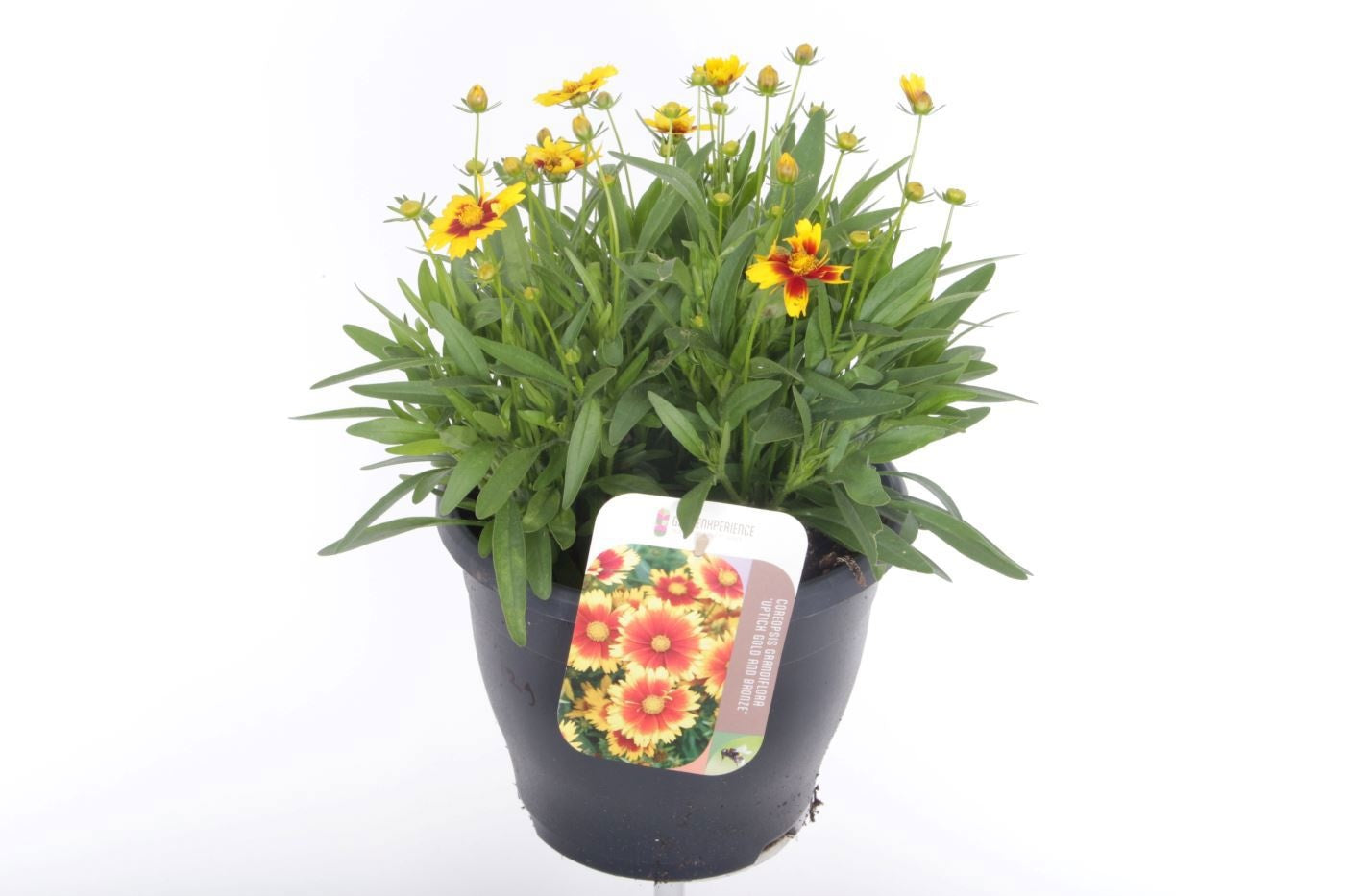 Coreopsis grandiflora 40cm 23cm Pot