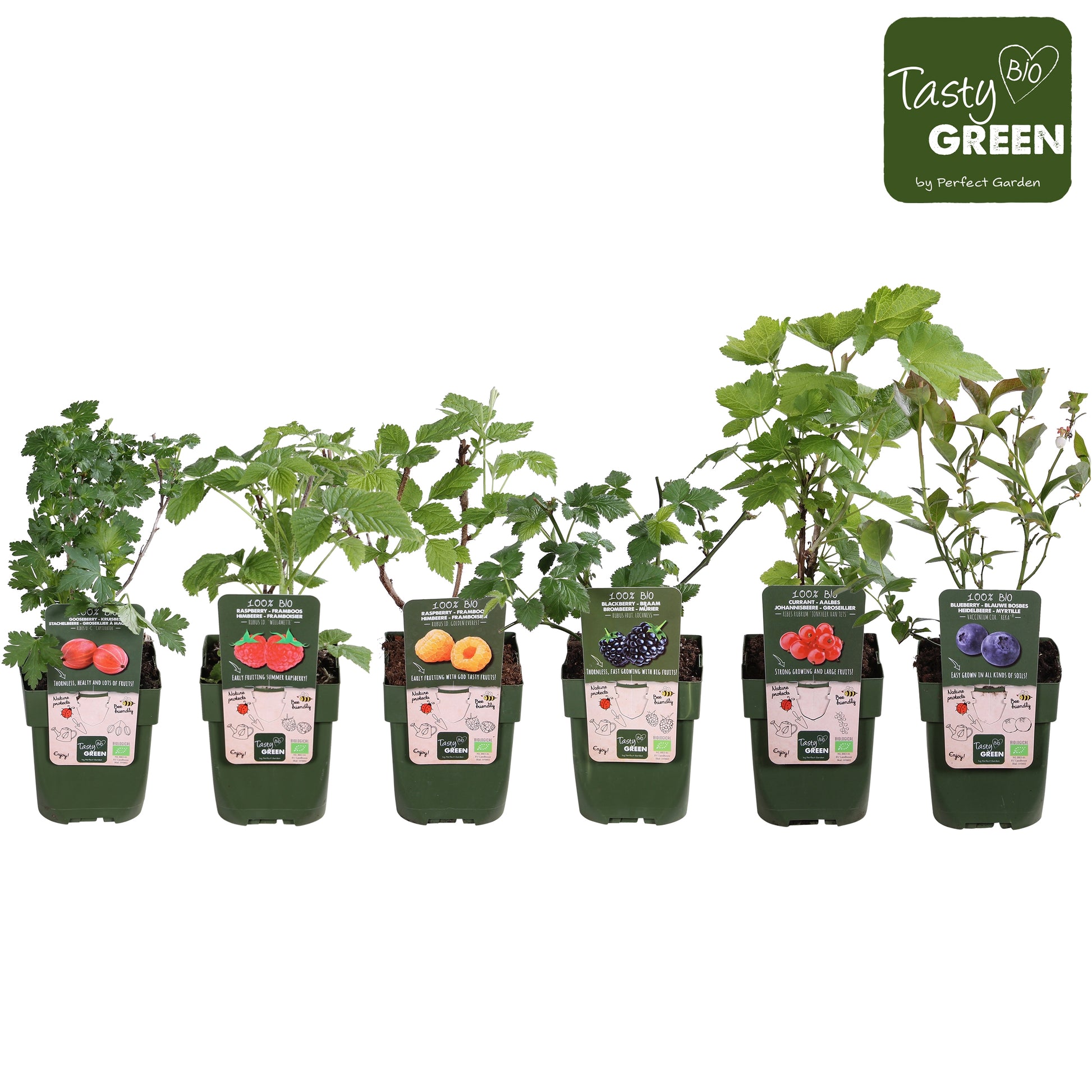 Fruit/Shrub Climber mix 30cm 13cm Pot