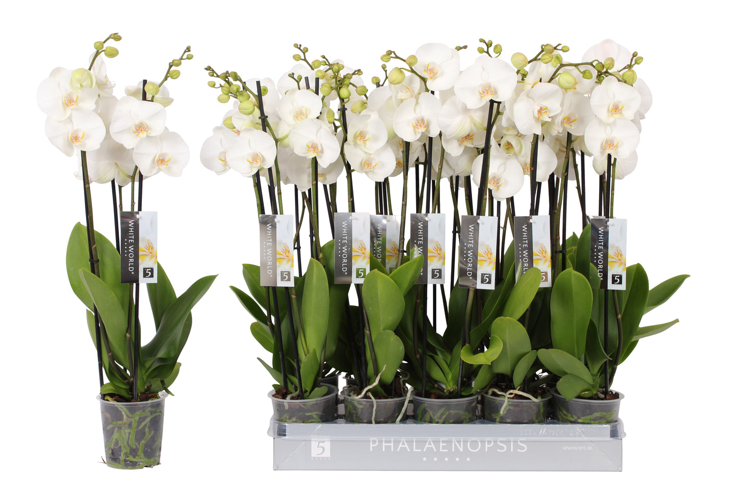 Phalaenopsis White World 65cm 12cm Pot