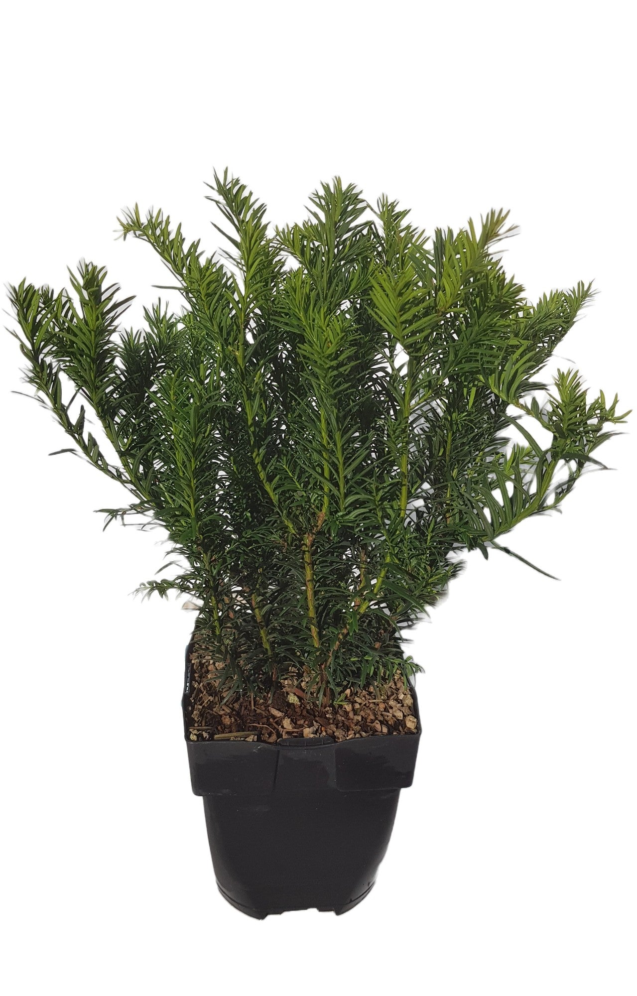 Taxus Repandens 50cm 17cm Pot
