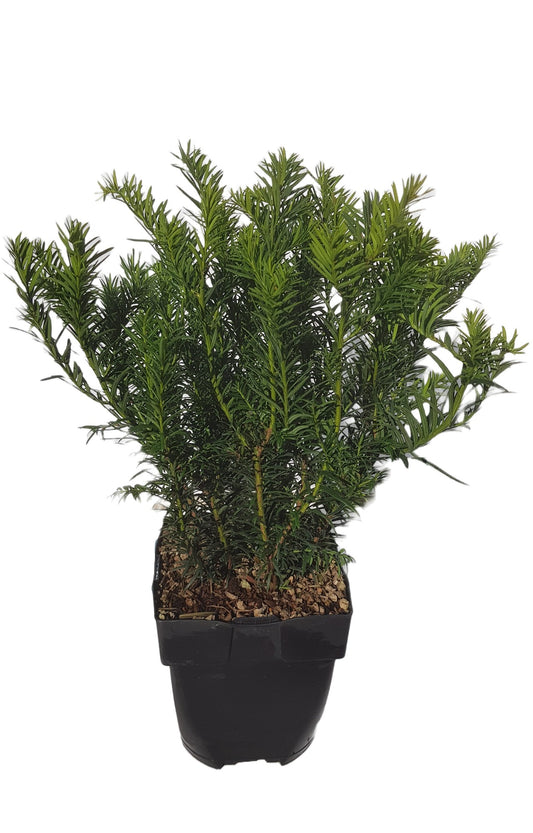 Taxus Repandens 50cm 17cm Pot