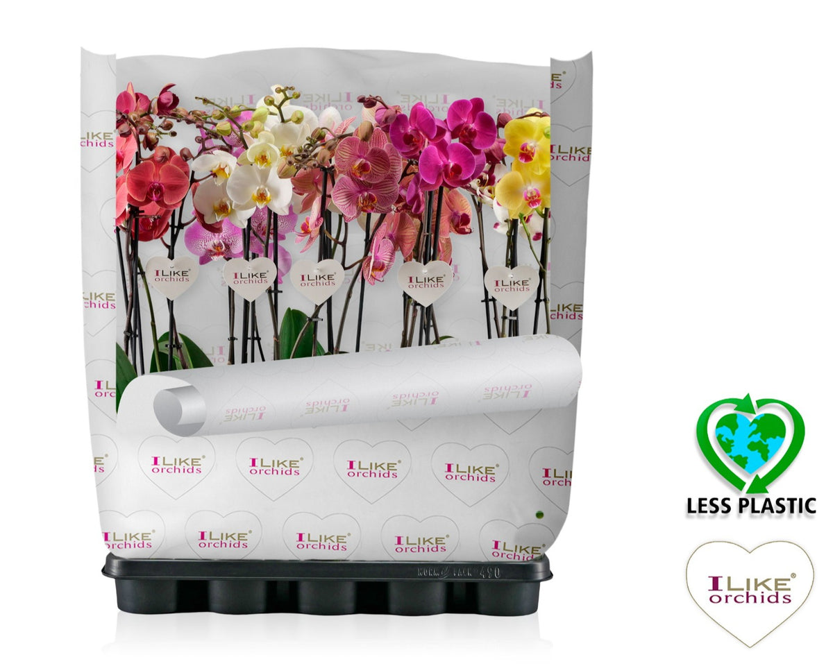 Phalaenopsis mix 55cm 12cm Pot