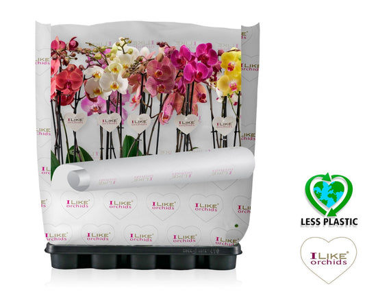 Phalaenopsis mix 55cm 12cm Pot
