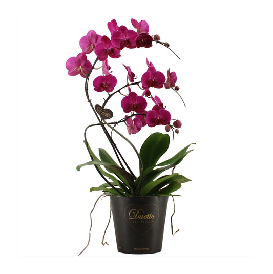 Phalaenopsis purple 60cm 17cm Pot