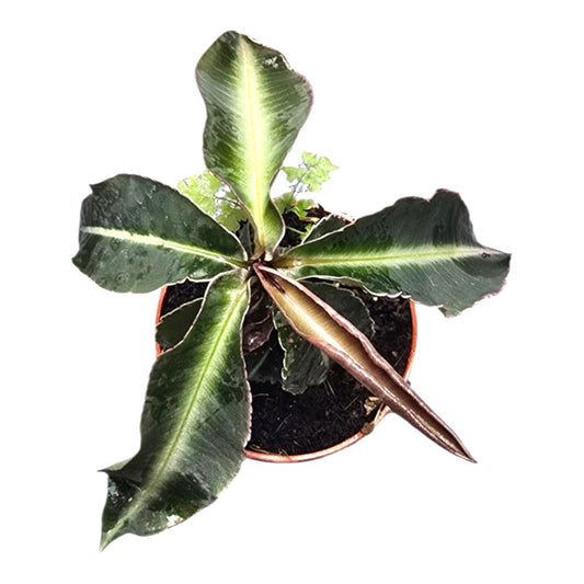 Labisia Kura Kura 10cm 7cm Pot