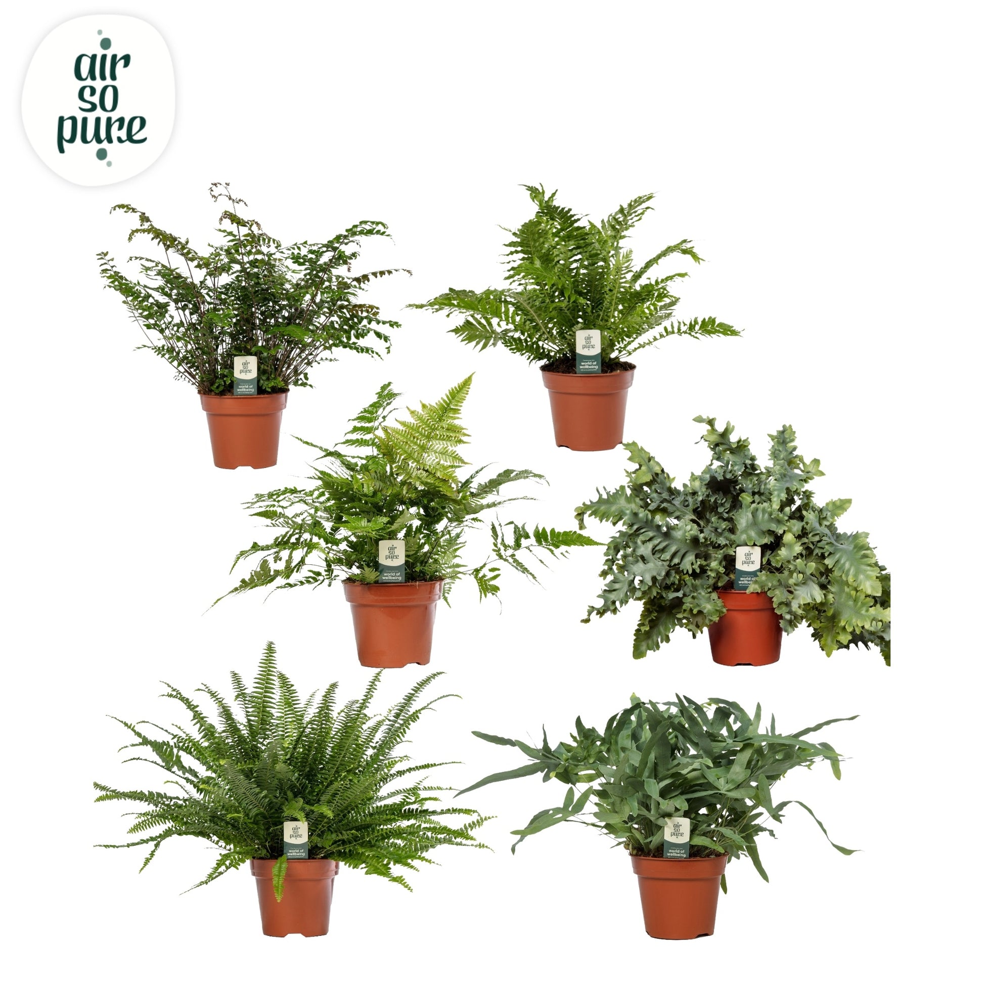 Ferns mix 60cm 17cm Pot