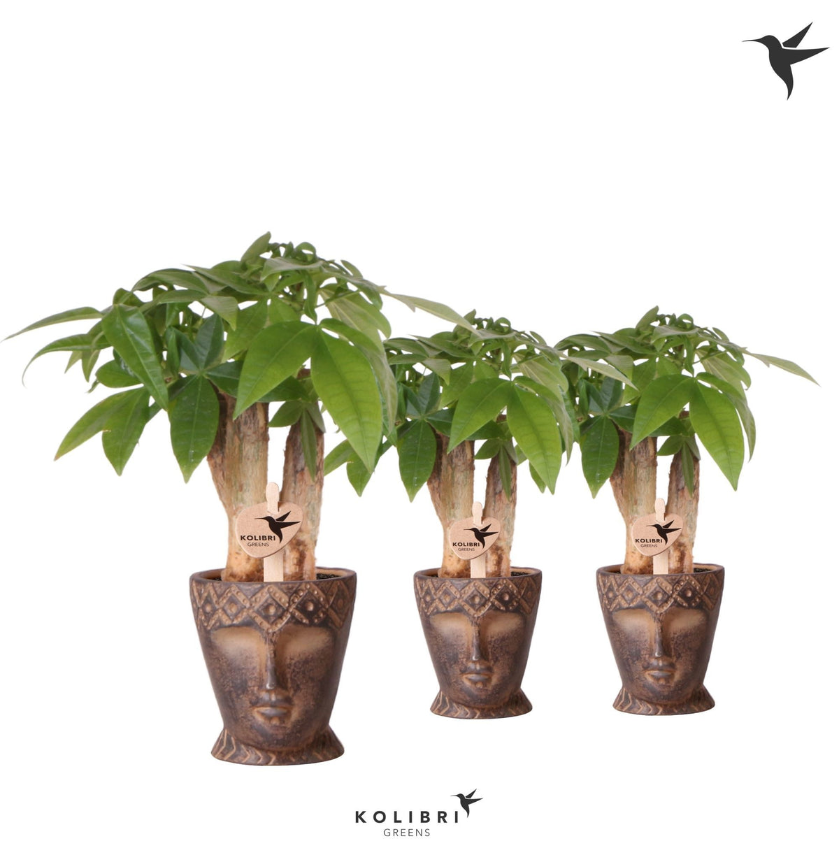 Pachira aquatica 20cm 6cm Pot