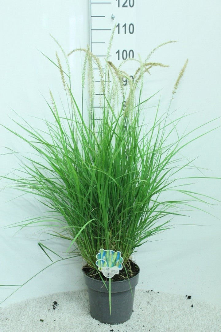 Pennisetum orientale 100cm 23cm Pot