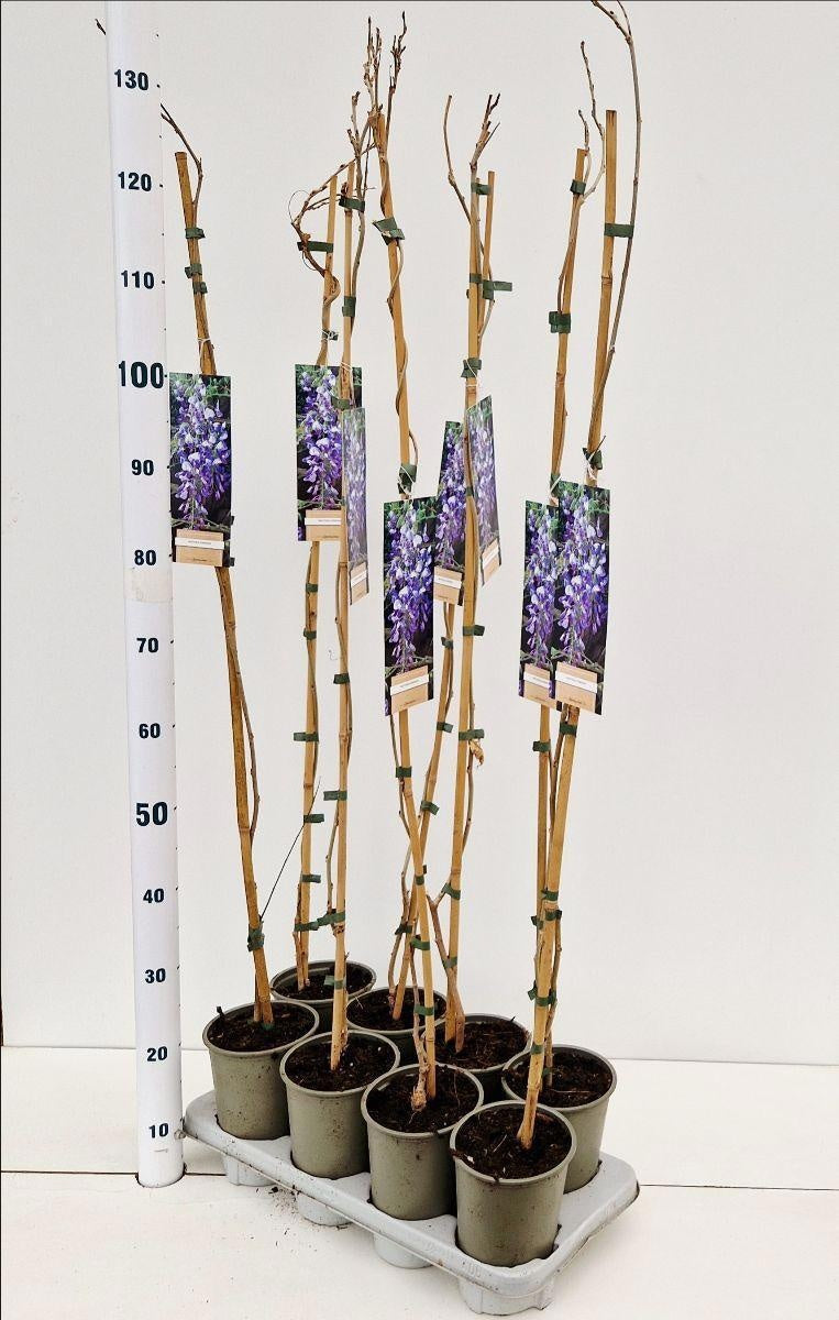 Wisteria sinensis 120cm 14cm Pot