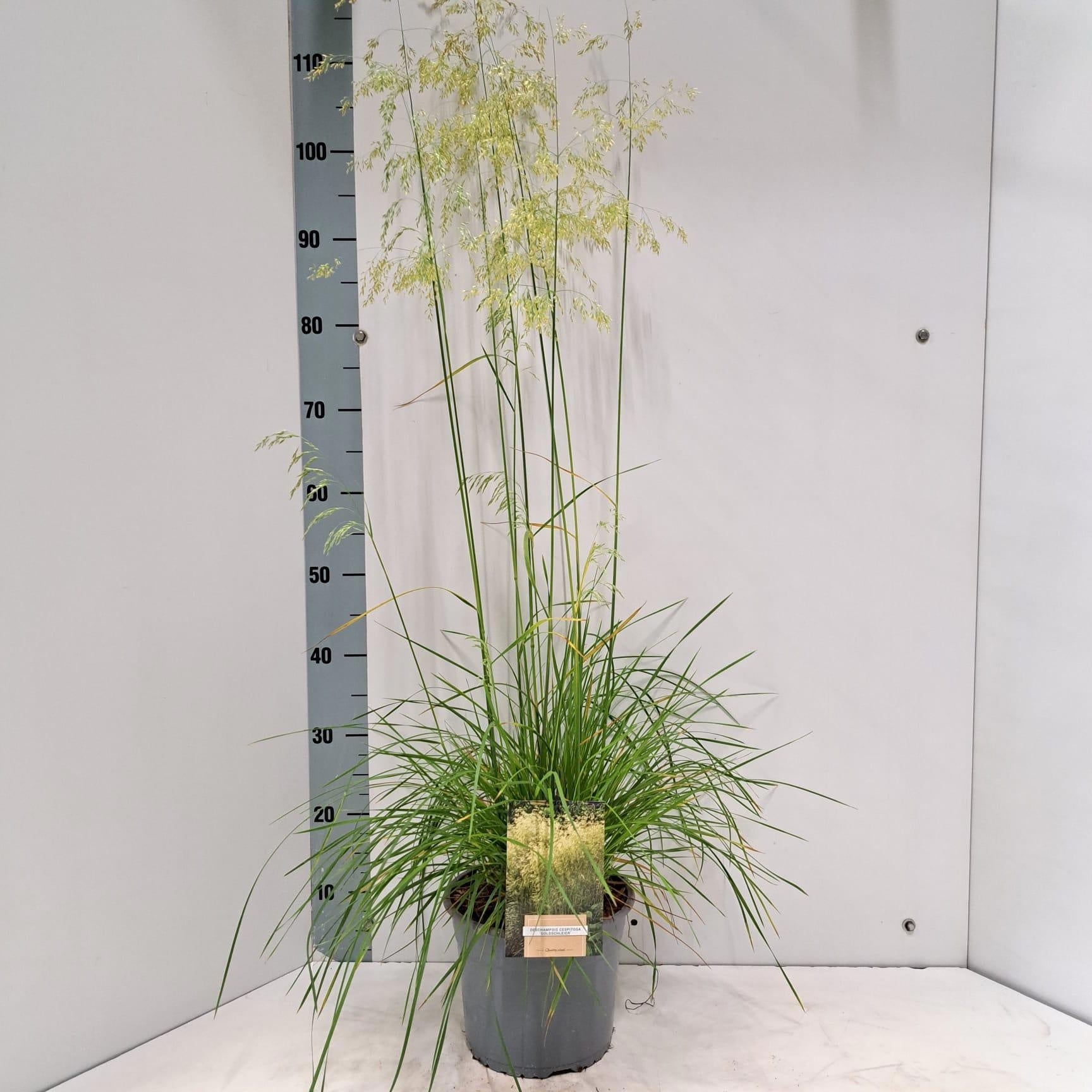 Deschampsia Goldschleier 120cm 21cm Pot