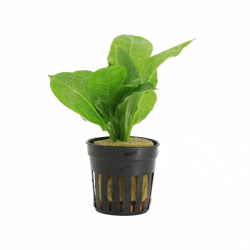 Echinodorus magdalenensis 10cm 5cm Pot