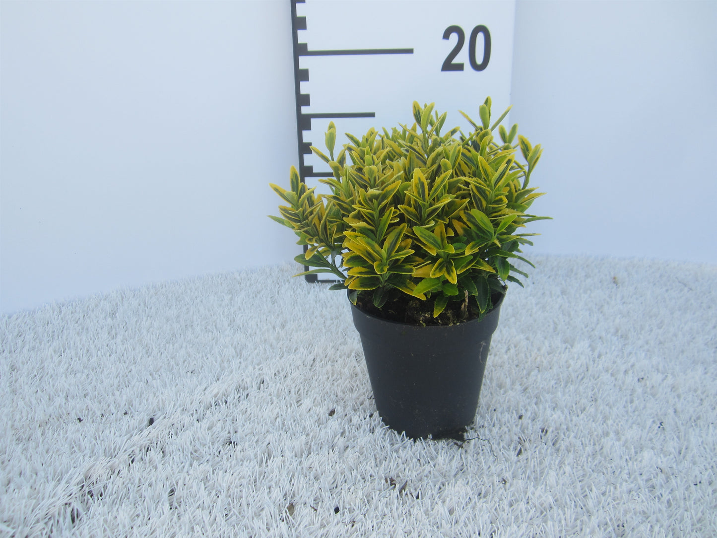 Euonymus japonicus Microphyllus Aureovariegatus 15cm 9cm Pot