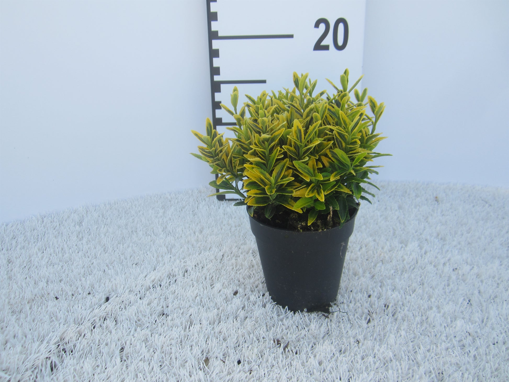 Euonymus japonicus Microphyllus Aureovariegatus 15cm 9cm Pot