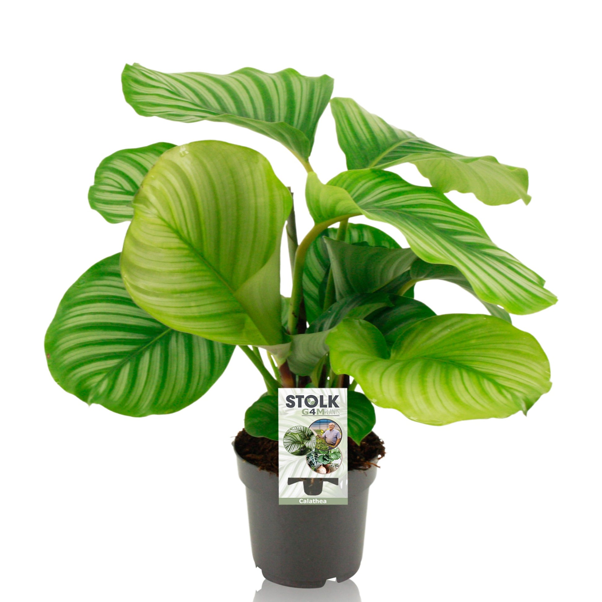 Stolk G4M Plants Calathea Orbifolia Pack of 8