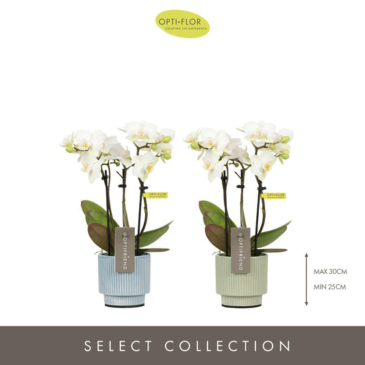 Phalaenopsis multiflora white 25cm 7cm Pot