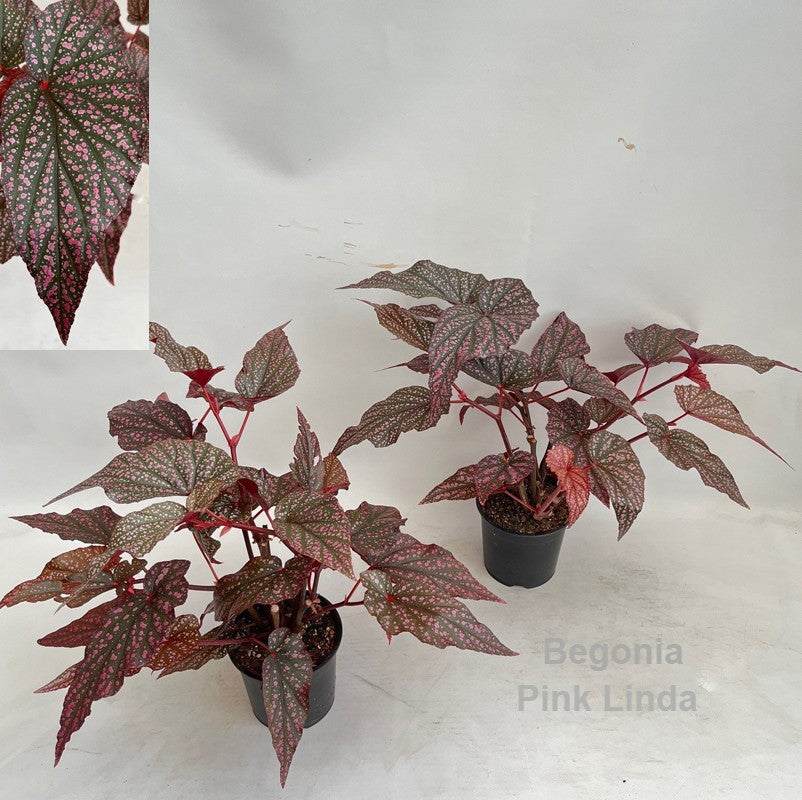 Begonia rex 45cm 14cm Pot