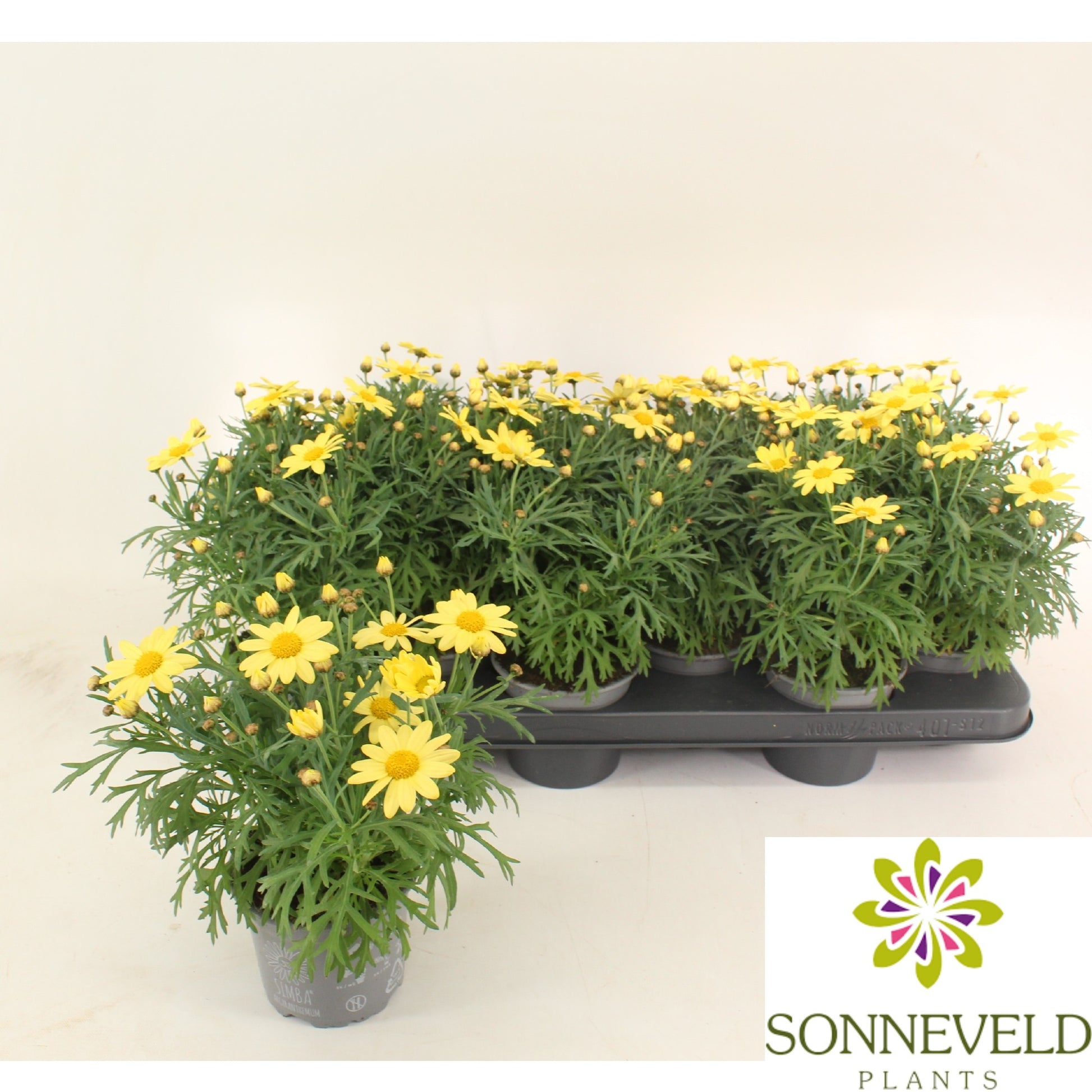 Argyranthemum La Rita Yellow 23cm 510cm Pot