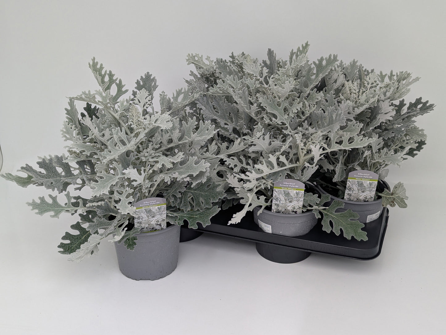 Senecio Angel Wings 28cm 17cm Pot