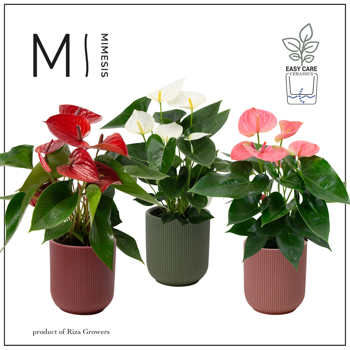 Anthurium Karma mix 40cm 12cm Pot