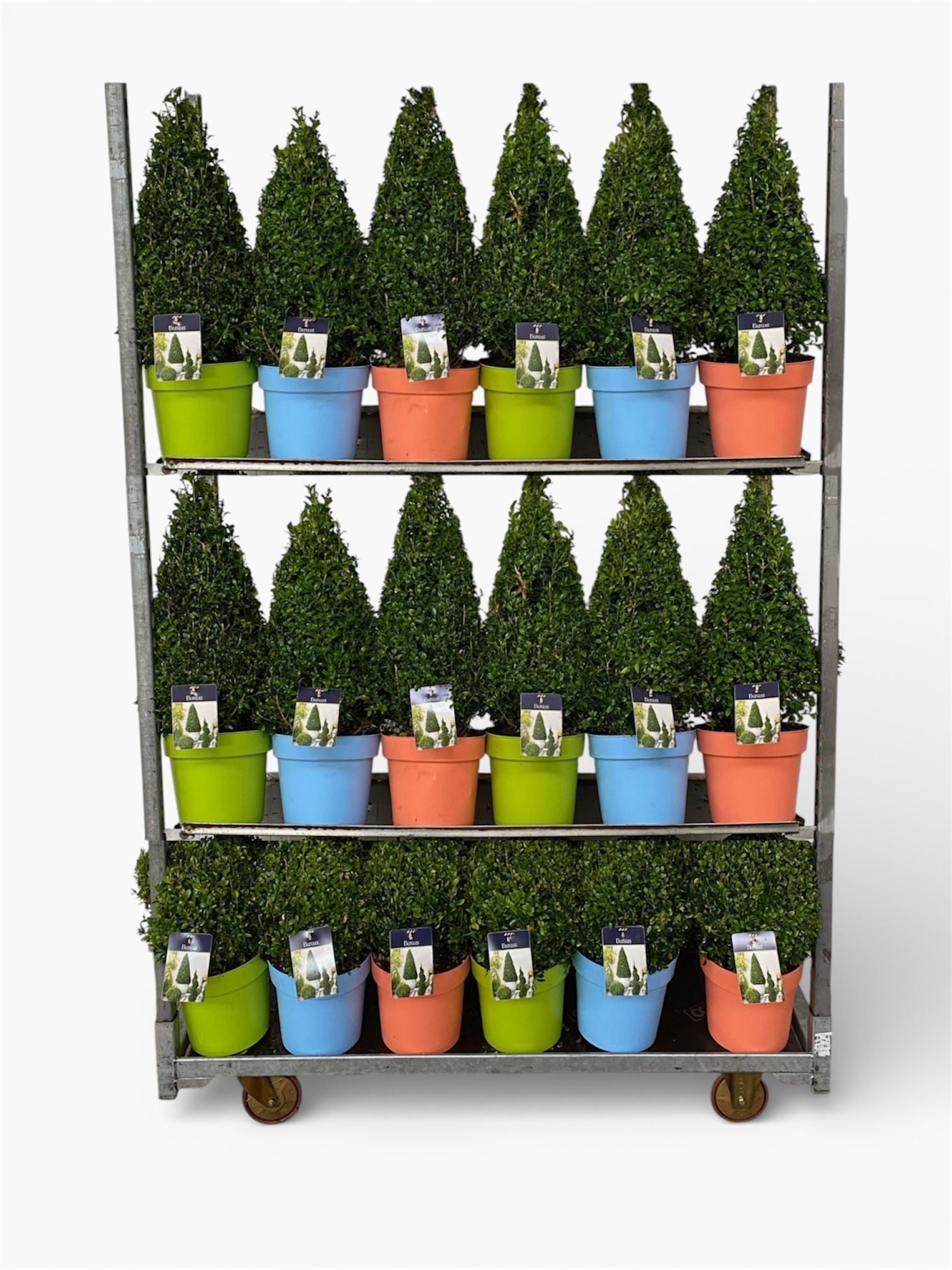 Buxus sempervirens ball 998cm 22cm Pot