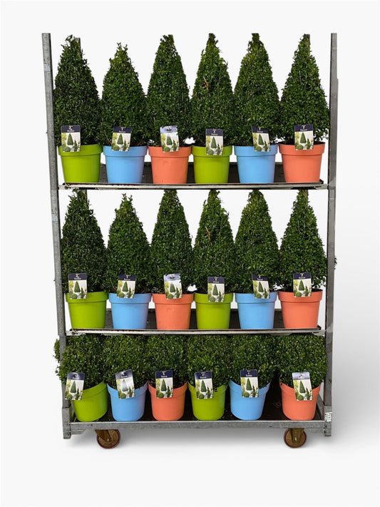 Buxus sempervirens ball 998cm 22cm Pot