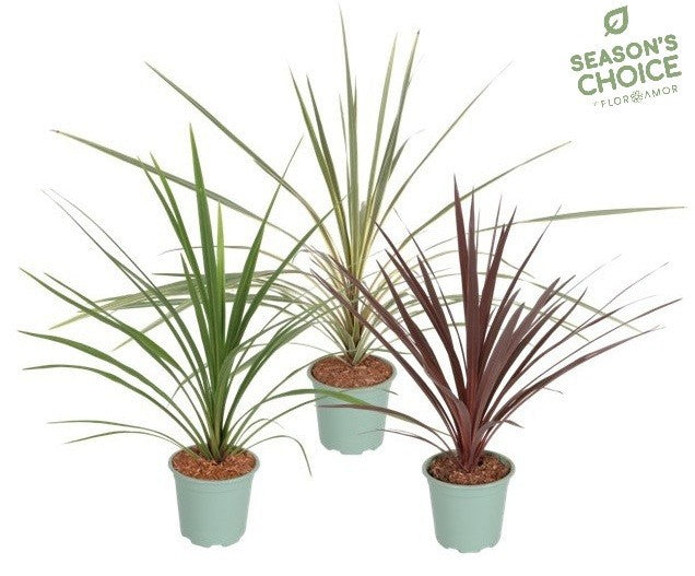 Cordyline australis mix 60cm 17cm Pot