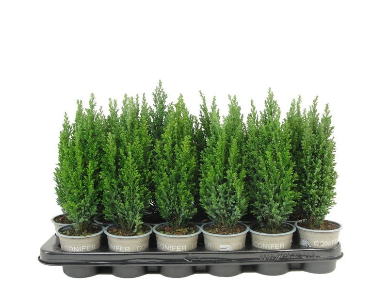 Chamaecyparis Ellwood's Pillar 20cm 9cm Pot