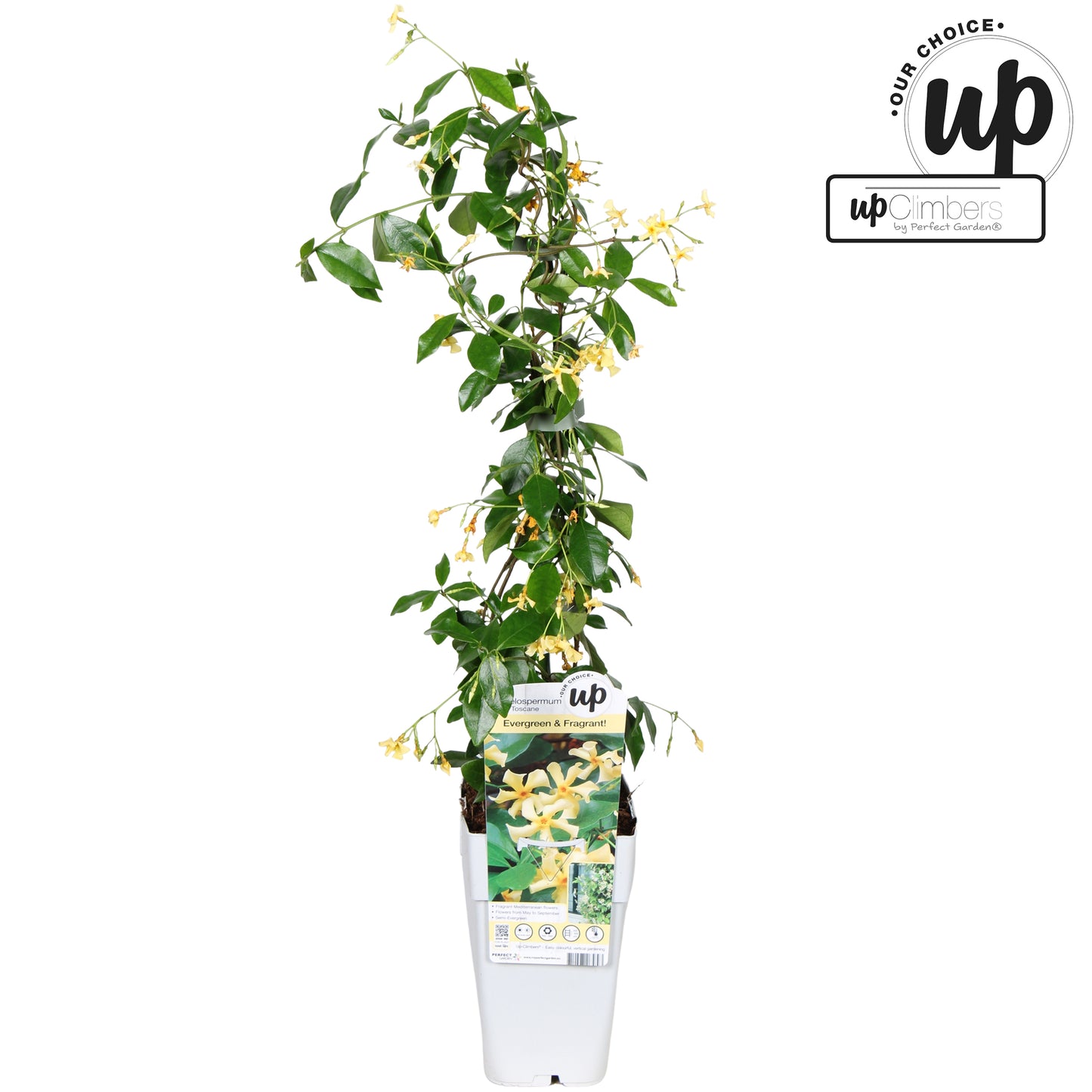 Trachelospermum Star of Toscane 65cm 15cm Pot