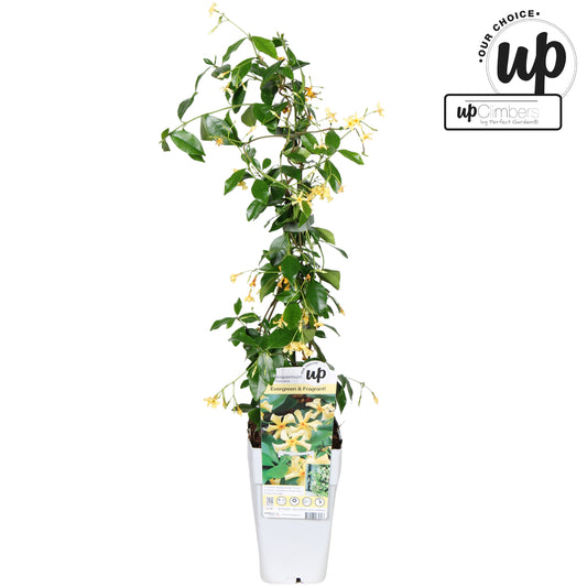 Trachelospermum Star of Toscane 65cm 15cm Pot