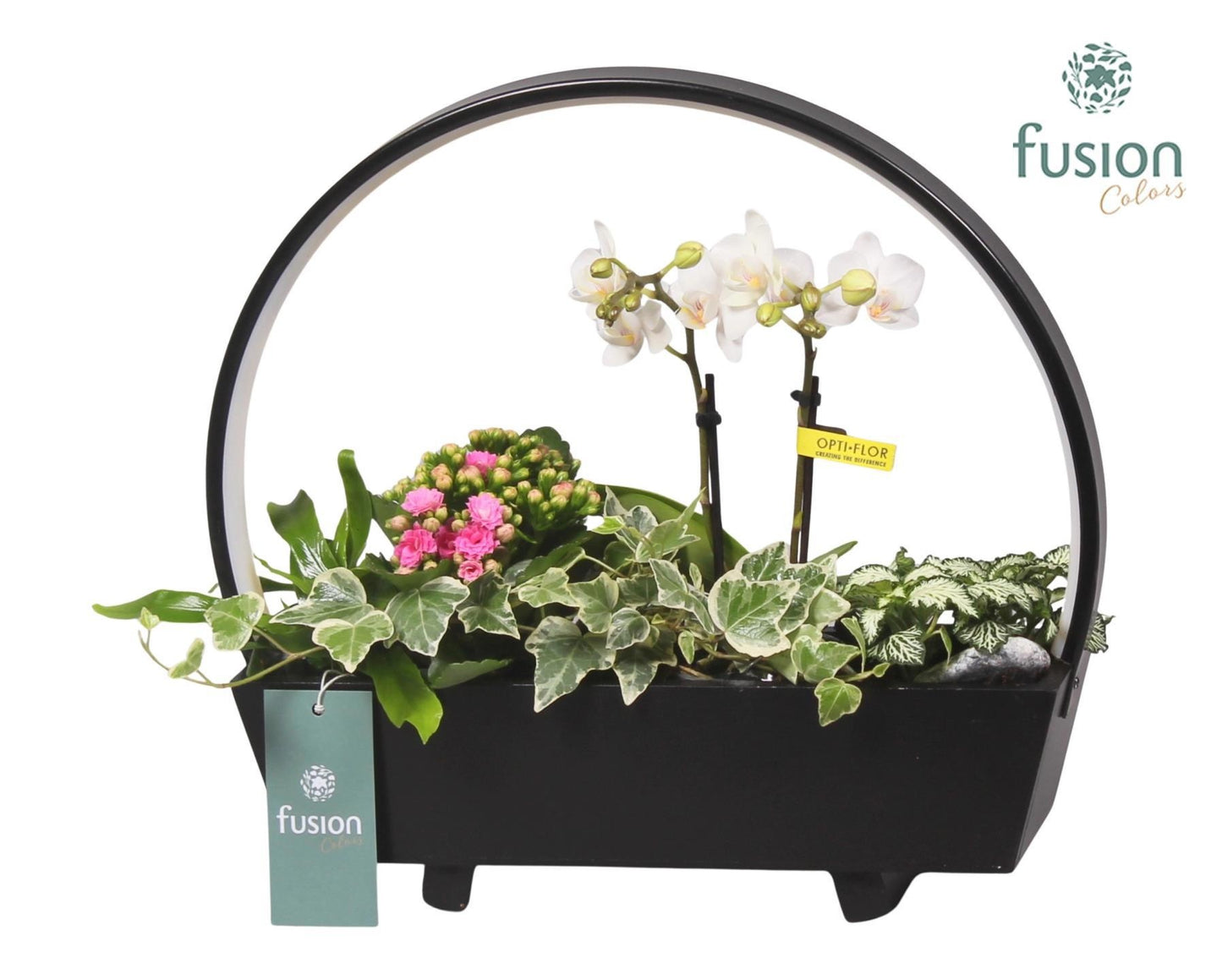Fusioncolors BV Houten Tafellamp LED boog hout met Arrangement Phalaenopsis 5pp Pack of 3