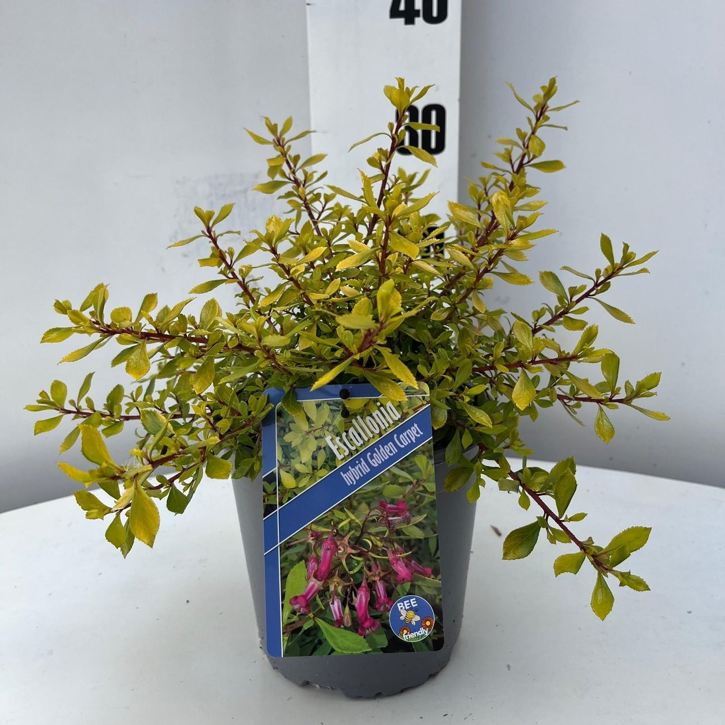 About Plants Zundert BV Escallonia Golden Carpet Pack of 1