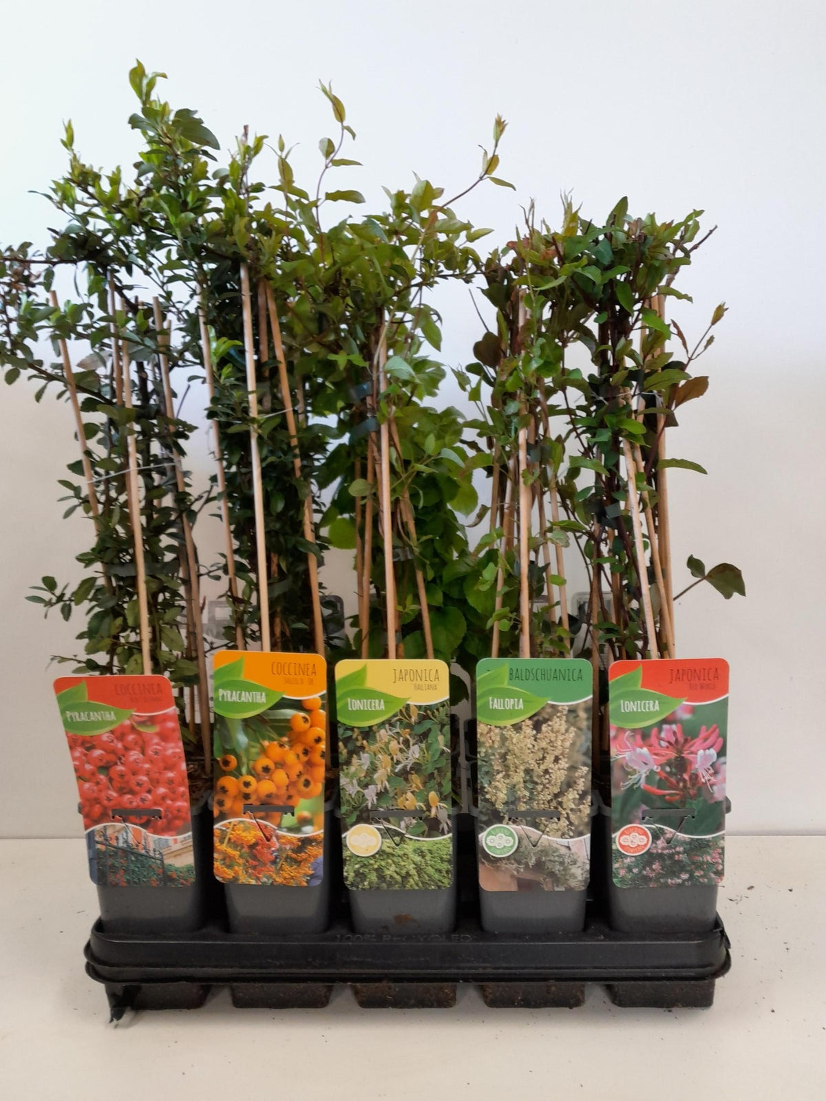 Climbing plants mix 60cm 14cm Pot