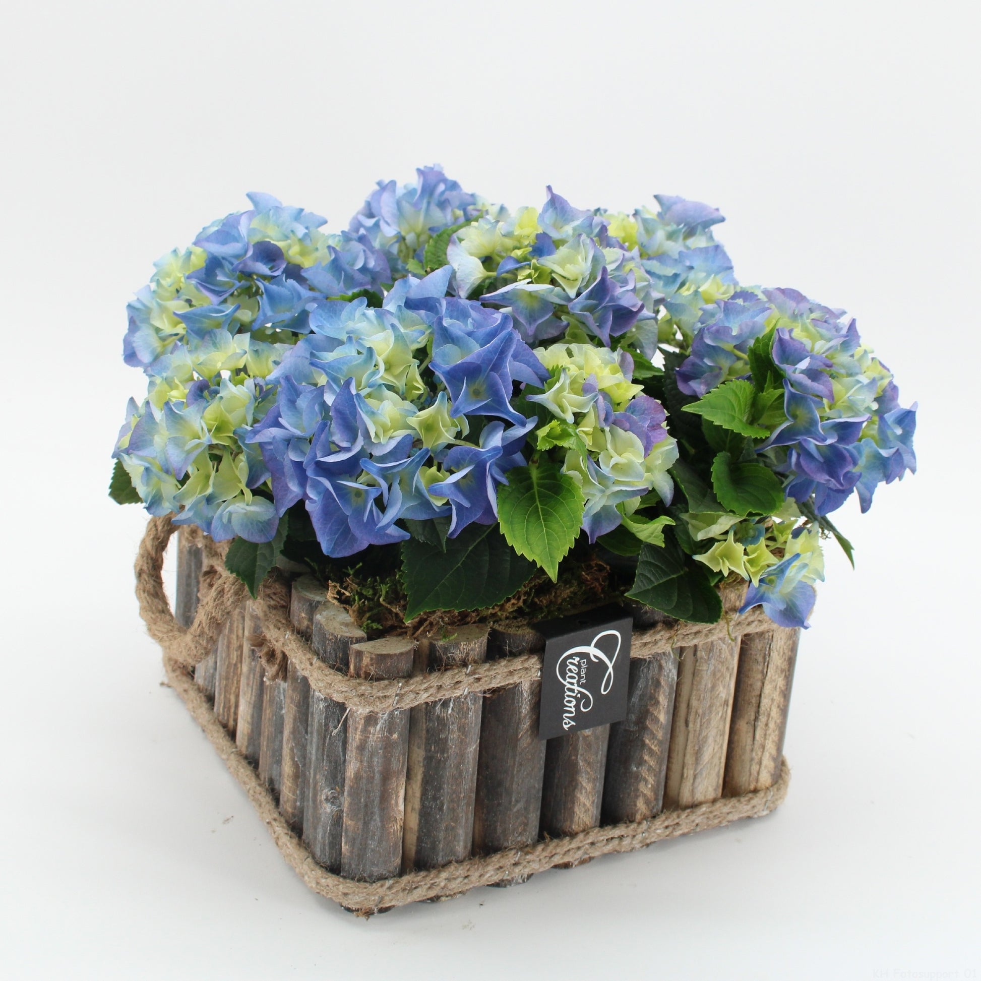 KHCR-2617B Hydrangea creatie 30cm 23cm Pot