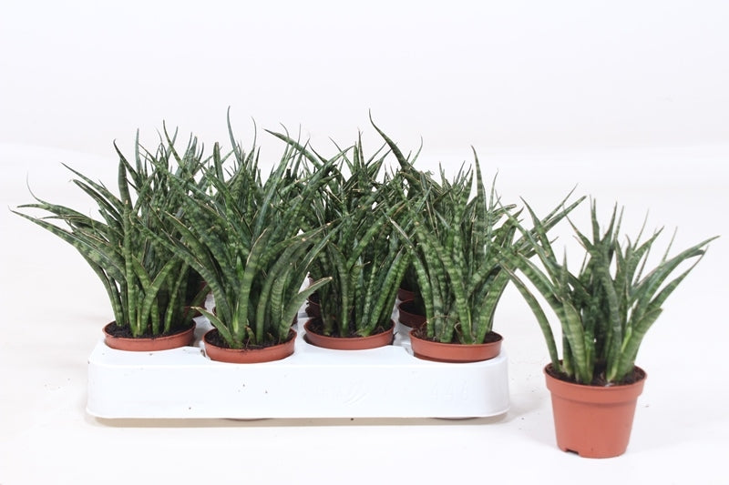 Sansevieria Fernwood Punk 20cm 6cm Pot