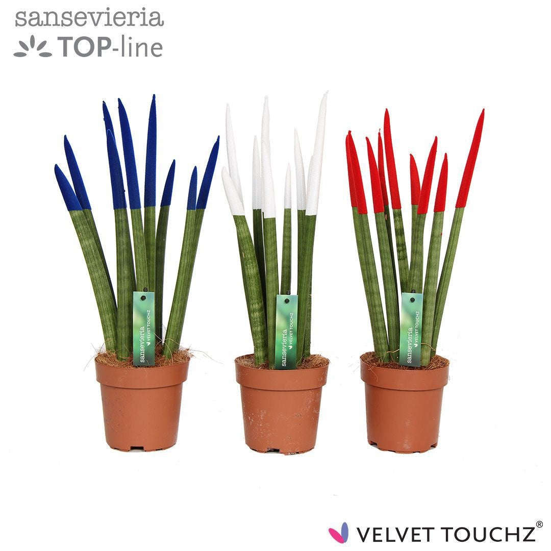 Sansevieria cylindrica 45cm 12cm Pot