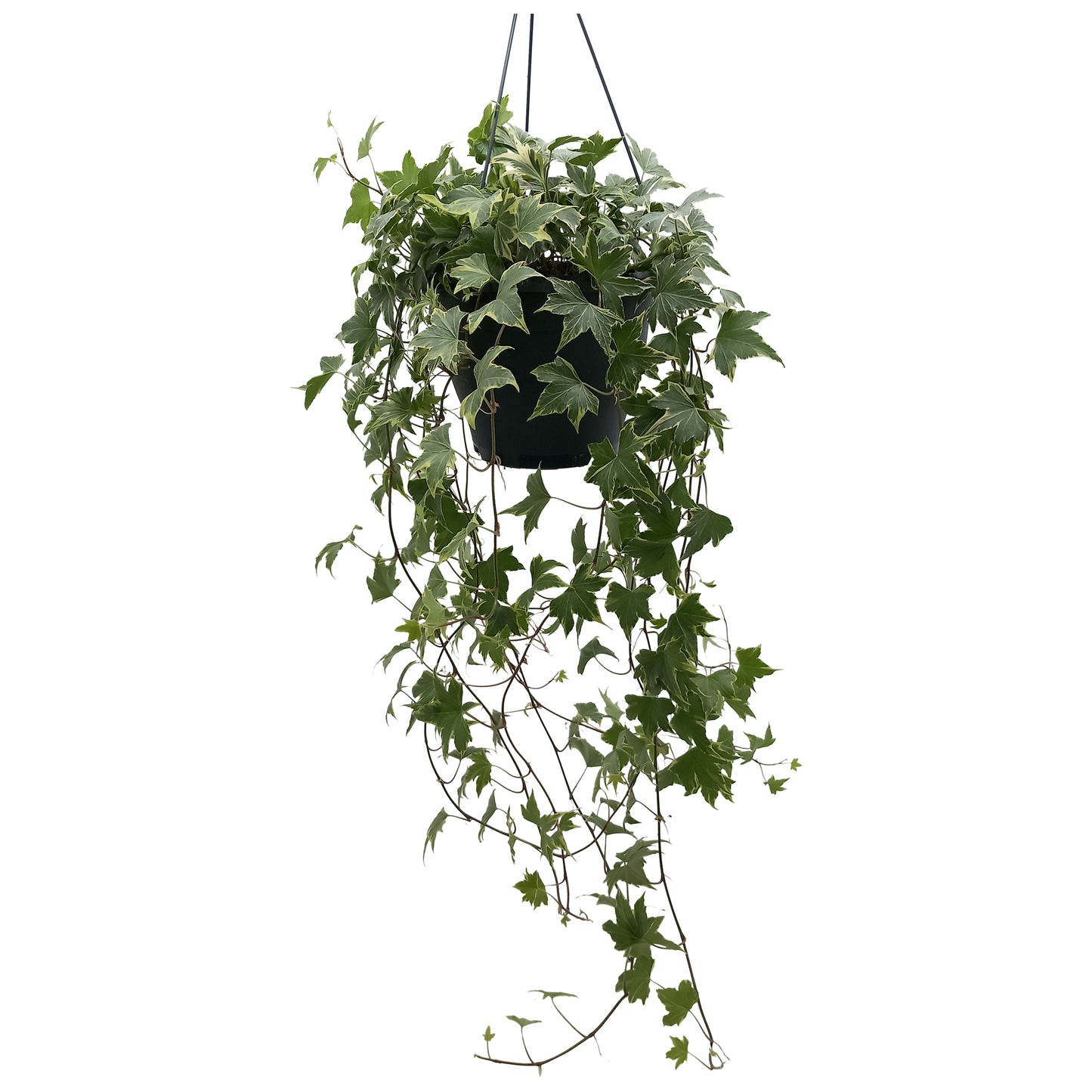 Hedera helix Yellow Ripple 19cm Pot