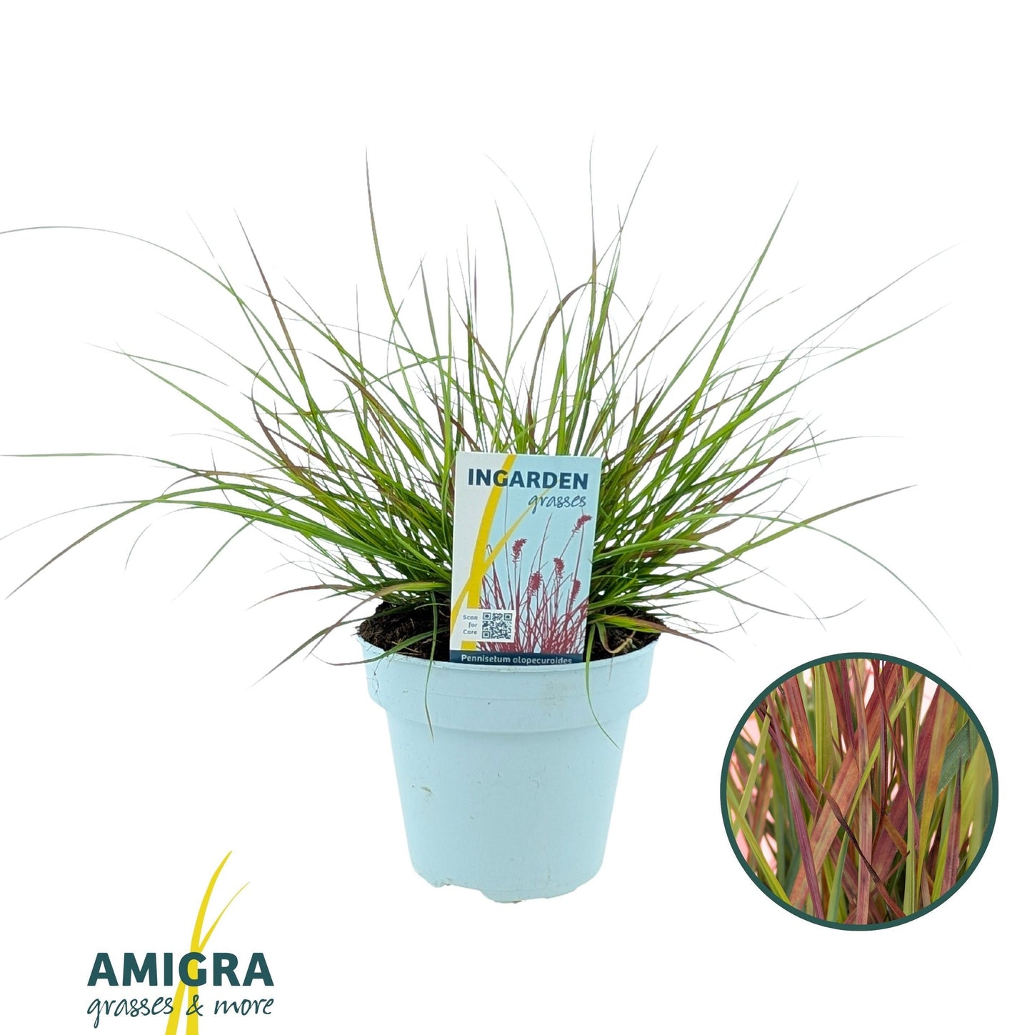 Pennisetum alopecuroides 45cm 15cm Pot