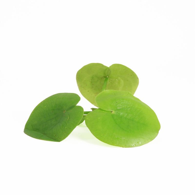 Waterplkw R. Moerings Aquarium plant mix Pack of 10