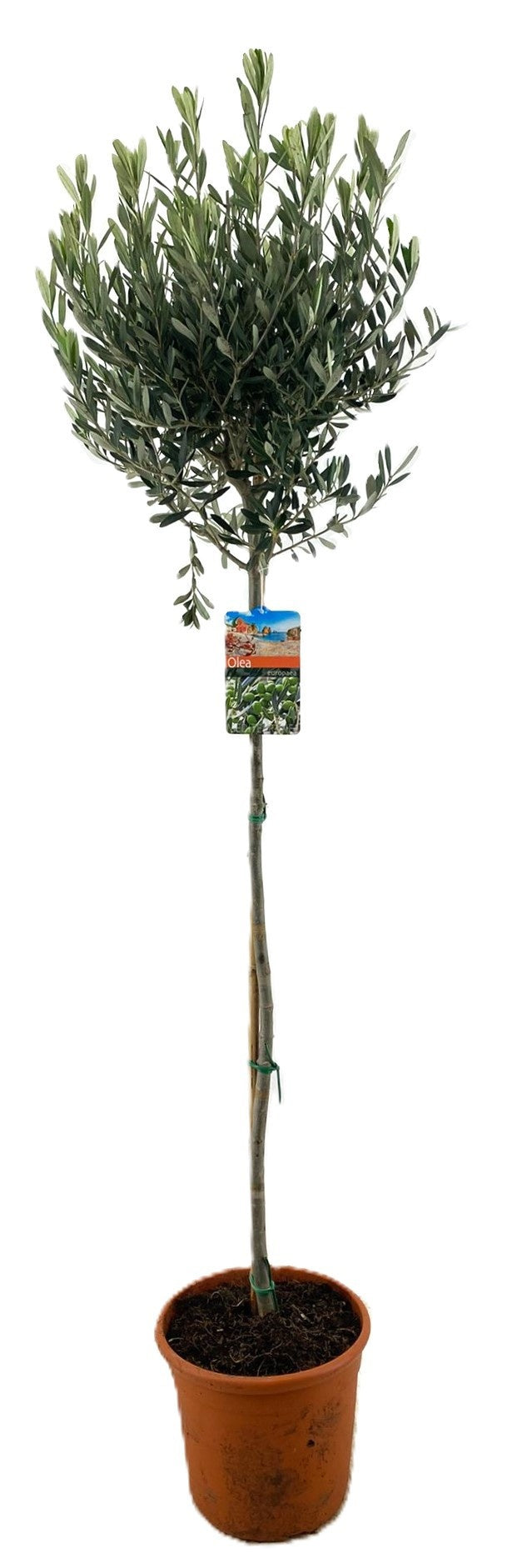 Olea europaea 165cm 27cm Pot